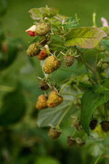 raspberries on a bush