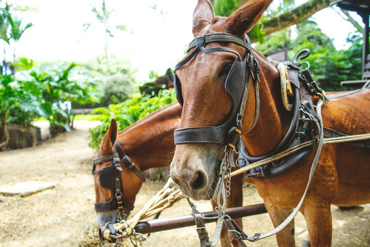 Chestnut horses equipped with bridle and reins standing on sandy road on farm