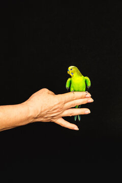 Unrecognizable female with green little parrot sitting on hand on black background in studio