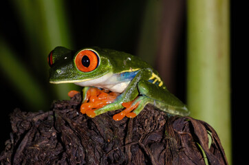 Red-eyed Treefrog - Agalychnis callidryas in Sarapiqui region, Costa Rica