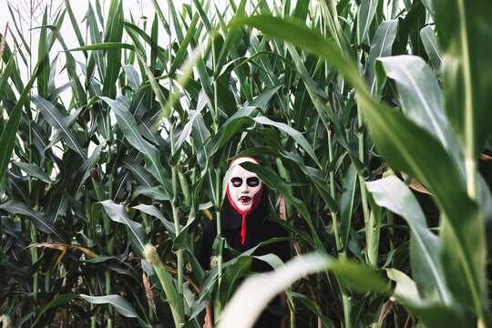 Child in ghost costume hiding amidst corn field during Halloween celebration