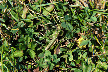 A perfect camouflage of a grasshopper in a meadow - Stockphoto