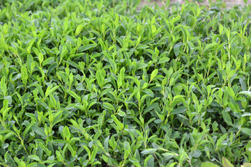 In spring, the green grass Polygonum aviculare grows