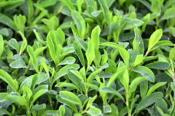 Fototapeta na wymiar In spring, the green grass Polygonum aviculare grows