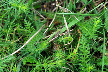 A perfect camouflage of a grasshopper in a meadow - Stockphoto