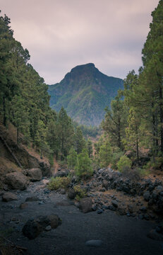 Breathtaking view of woods with coniferous trees growing on background of mountain top under cloudy sky