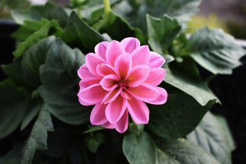 Fototapeta premium a beautiful very detailed symmetric pink purple flower in the middle with deep dark green leaves