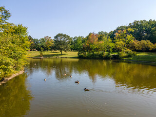 Pond with trees and a large family of ducks