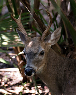Deer Stock Photos. Deer head close-up view displaying head, antlers, ears, eyes, nose, with a blur background in its environment and haabitat. Deer Florida Key Deer Male. Portrait. Picture. Image.