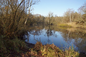 Small dune lake with trees in autumn (December) near Bergen in the Netherlands. The trees reflected in the water.