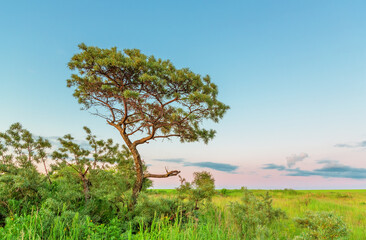 Sea buckthorn tree in summer evening