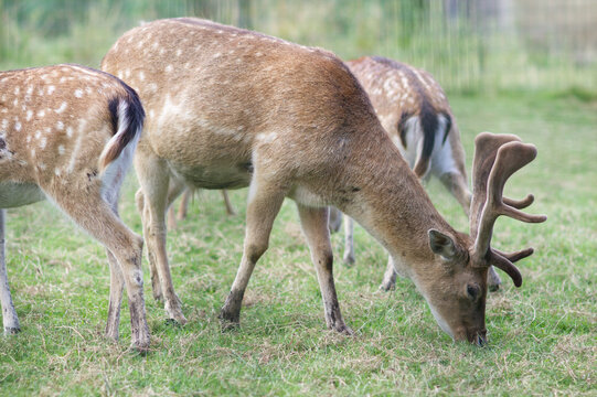 Macho de gamo (Dama dama) psta entre los cuartos traseros de dos hembras.