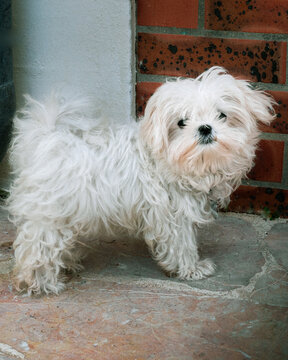 Romy the dog
