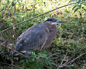 Blue Heron Stock Photos. Resting with background and foreground foliage.  Image. Picture.