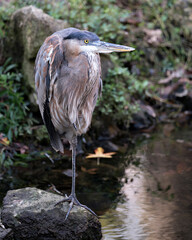 Blue Heron Stock Photos. Close-up profile view standing on a rock by the water with a blur background, displaying blue feathers plumage, in its environment and habitat. Image. Portrait. Picture.