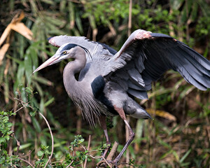 Blue Heron photo stock. Blue Heron close-up profile view with spread wings with a blur foliage background in its environment and habitat. Picture. Image. Portrait.