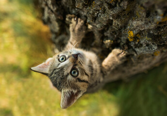 Little cat climb on a log