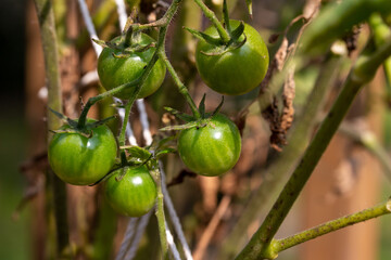 Macro abstract view of young green tomatoes growing on the vine in an outdoor garden on a sunny day