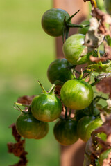 Macro abstract view of young green tomatoes growing on the vine in an outdoor garden on a sunny day