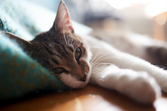Adorable tabby cat relaxing on comfortable couch in modern apartment and looking away