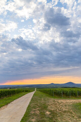 Vineyards near Villany, Baranya, Southern Hungary