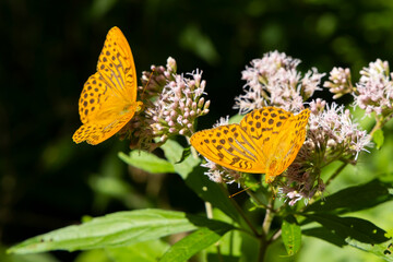 Silver-washed fritillary butterfly in natural environment, National park Slovensky raj, Slovakia