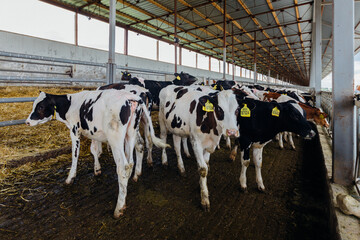 Holstein Frisian diary cows in free livestock stall