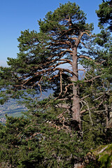 grande pino contorto (Pinus silvestris)