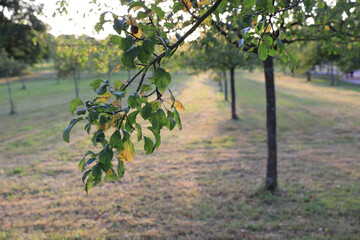 Fototapeta na wymiar Apfelbaum auf Streuobstwiese