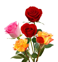 Bunch of rosy roses isolated on white 