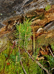 la vita vince; semi di abete germogliano su un ceppo morto