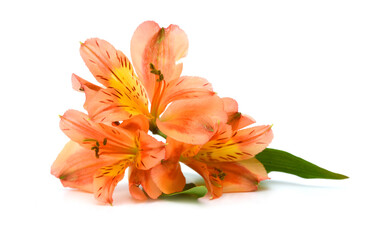 Beautiful alstroemeria lily flowers on white background 