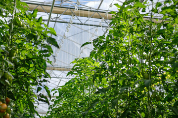 Fototapeta na wymiar Growing tomatoes in a hydroponic greenhouse with natural light. Green tomato leaves with growing fruit