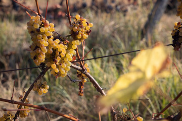 autumn vineyard near Eger, Northern Hungary