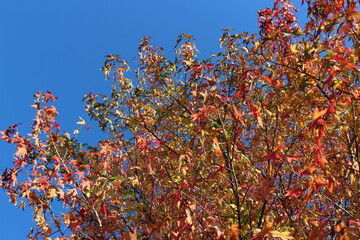 The splendor of fall foliage with blue sky