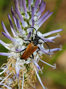 piccolo cerambice floricolo (Anastrangalie reyi)