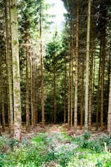 Fototapeta premium Wald gebiete in Sauerland 