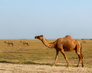 camels in Oman