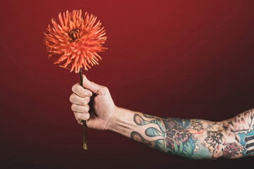 Man with tattooed arms holds beautiful dahlia flower in front of red background