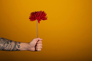 Arm of man with tattoos holding a pretty dahlia flower 