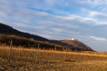 ruins of Devicky Castle with vineyards, Czech Republic