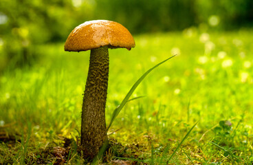 Edible red mushroom on the grass in raindrops