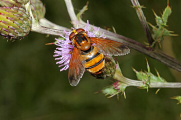 una mosca floricola (Volucella inanis) cerca il nettare su un cardo © gabriffaldi