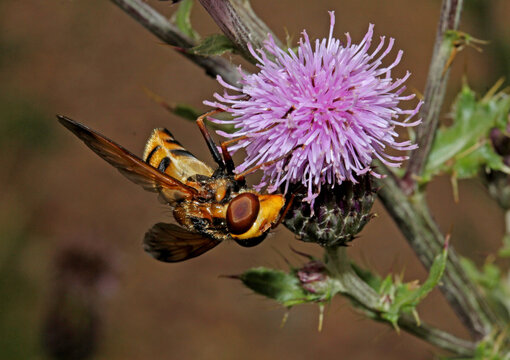 Esapodi Bilder Durchsuchen 576 Archivfotos, und Videos