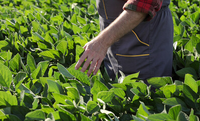 Farmer or agronomist touching and examining green soybean plant in field