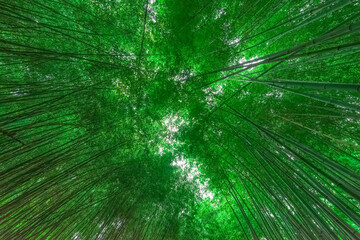 Dense bamboo forest with morning sun. Bottom view