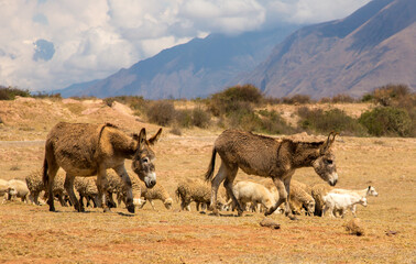 Fototapeta na wymiar Donkeys and sheep are being moved to a new pasture near Maras, Peru