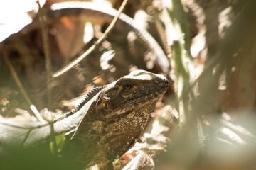 Mexikanischer Leguan versteckt sich im Urwald im Dickicht