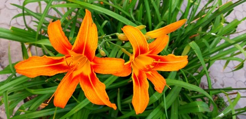 Fototapeta premium orange tiger lily