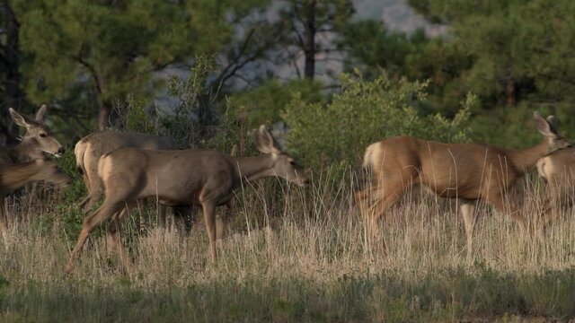 Female mule deer does follow big male bucks in Bandelier National Monument in New Mexico. Hight quality slow motion slo mo 4K video.